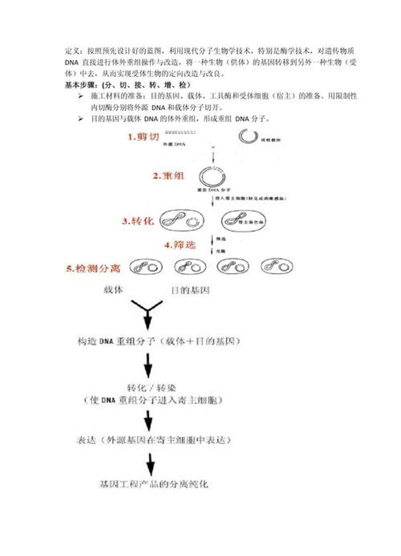 基因克隆